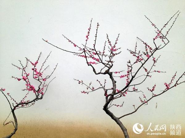 新春走基层·寒冬赏梅|梅花|北宋