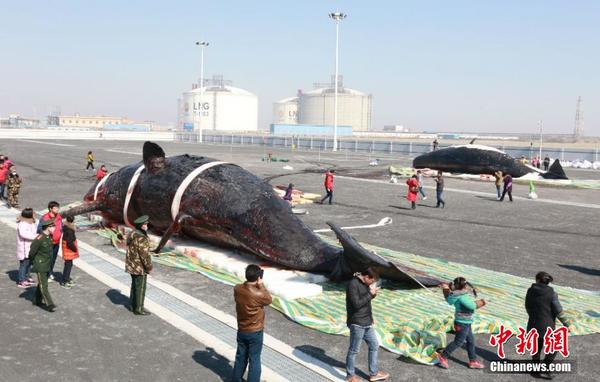 江苏如东两条搁浅抹香鲸已妥善保存 待科研使