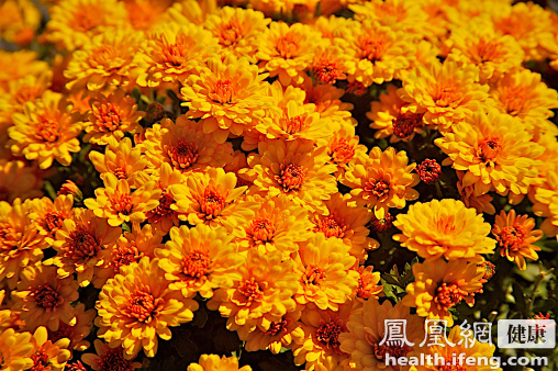 高山有机胎菊绿色种植 中药残渣防治病虫害|有