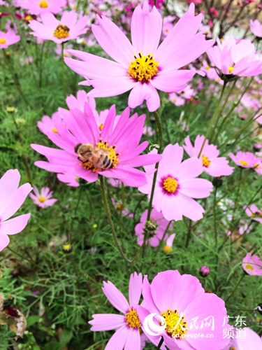 美丽的格桑花。章玉 摄