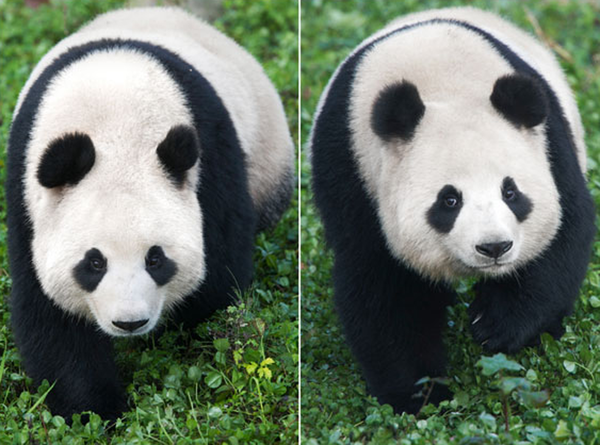 中国赠送情侣熊猫下月抵韩 4月与公众见面(图)