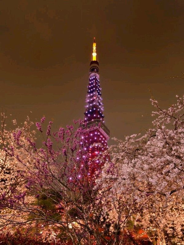 暮色中的樱花。(图片来源:推特)