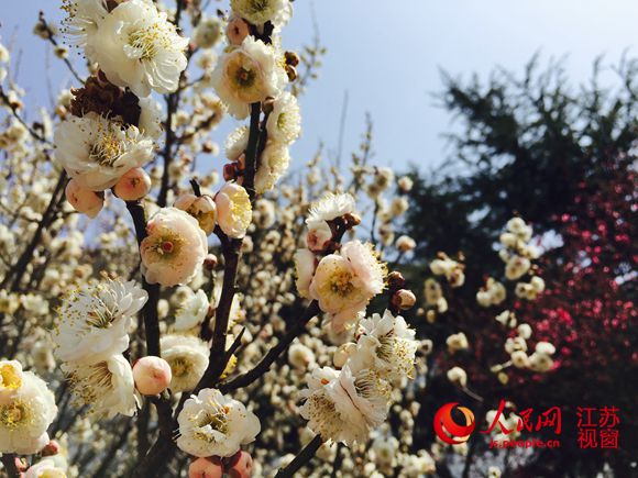 溧水傅家边万亩梅花