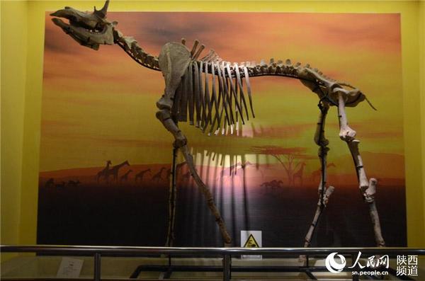 西北大学博物馆馆藏的早期动物骨骼 张龙摄影