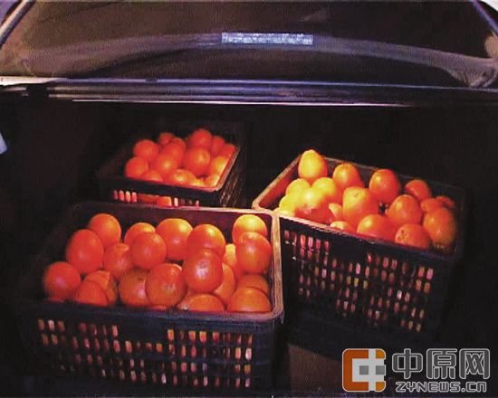 车后备厢装了3筐被偷的橙子