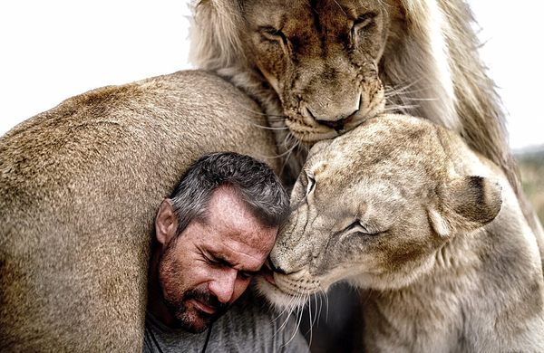 世界著名“狮语者”凯文·理查德森与这头非洲狮生活在南非比利陀利亚野生动物保护区中。（网页截图）