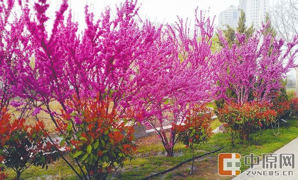 一树树的紫荆花宛若片片落霞