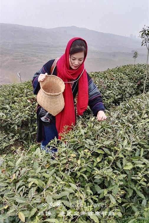 海葩苗的最美茶仙子：颜好心灵美