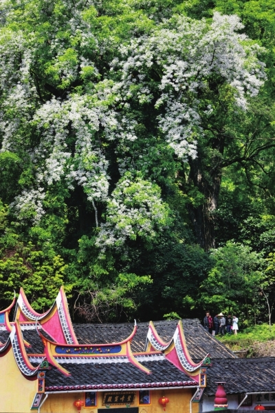 福建鄂西红豆树王