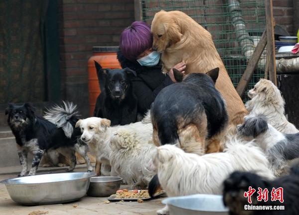河北父女坚持救助流浪猫狗13年