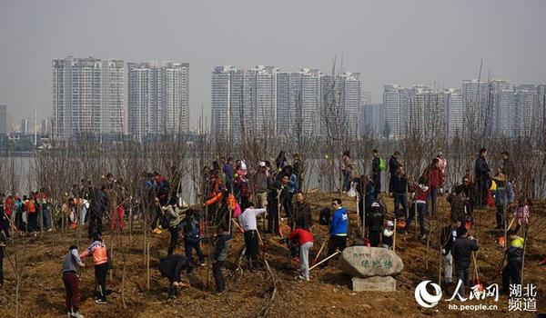 大家植树乐呵呵