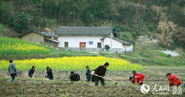 湖北竹溪:专业合作社助民致富|贫困户|农民