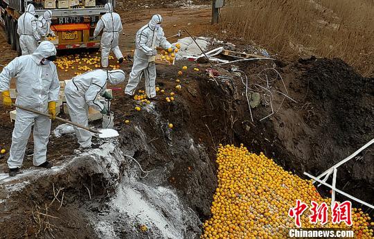 天津检验检疫人员销毁西班牙的不合格进口水果。　钟欣　摄