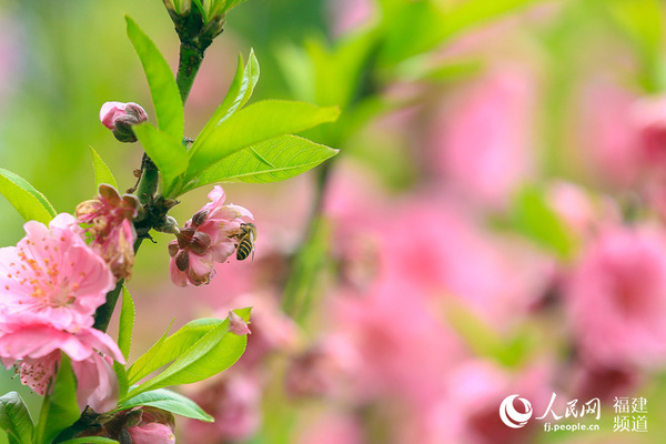 盛开的桃花引来了蜜蜂 邹家骅摄