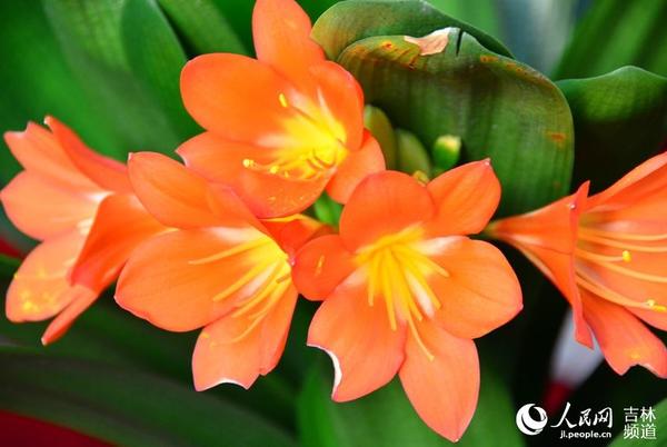 君子兰的花语：高贵，有君子之风。王帝元 摄