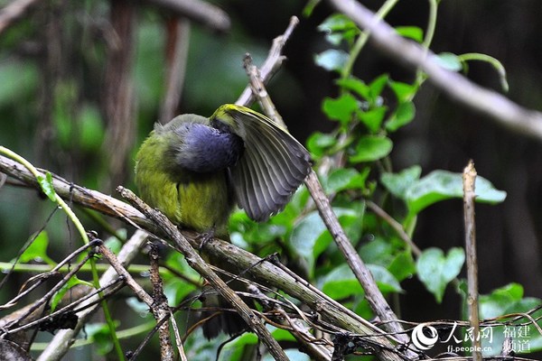 草丛中躲雨的灰眶雀鹛。 吴隆重 摄于福州森林公园