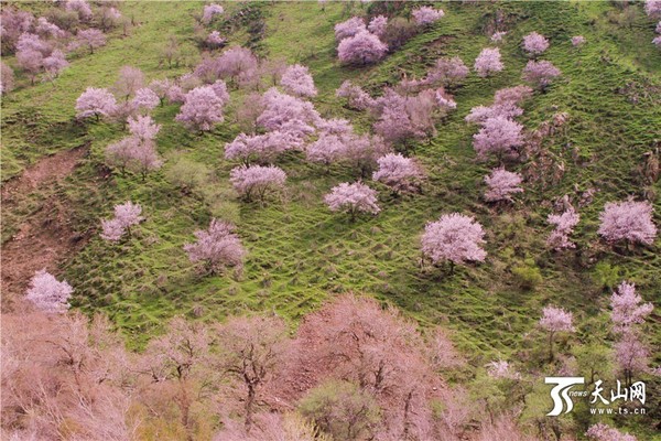 3月21日拍摄的伊宁县阿吾赞漫山遍野的杏花