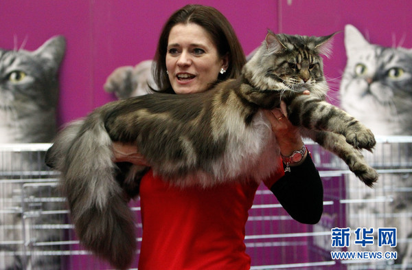 3月20日，国际猫咪比赛在罗马尼亚首都布加勒斯特的国际展览中心举行，数百只猫咪参加了为期两天的赛事。图为一只缅因库恩猫在等待裁判打分。新华网发 （克里斯泰尔摄）