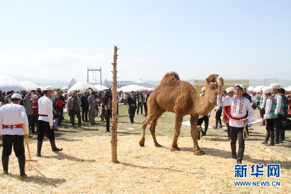 3月21日，在土库曼斯坦首都阿什哈巴德，骆驼在踩麦子。新华社记者卢敬利 摄