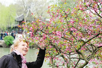 3月23日,游人在海棠花盛开的苏州拙政园游览. 王建康摄(人民视觉)