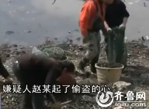 嫌疑人因羡慕偷盗海蛎子(视频截图)