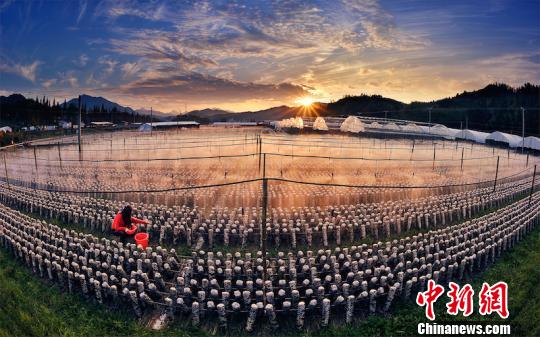 丽水黑木耳生态种植基地 郭正文 摄