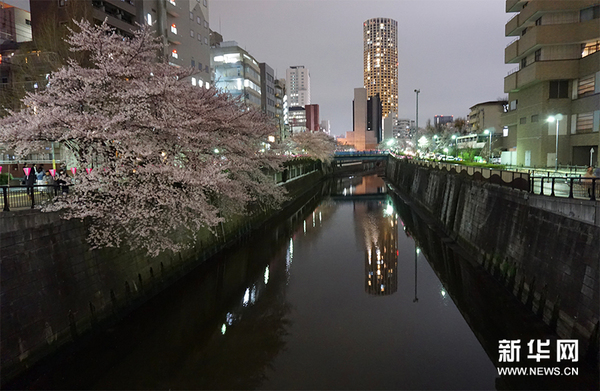 东京目黑川夜樱正当时，吸引众多游人前来观赏。新华社记者 刘秀玲 摄