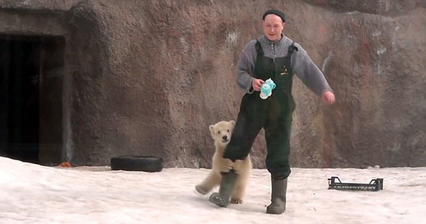 其中一只小北极熊紧紧抱住饲养员大腿。（网页截图）