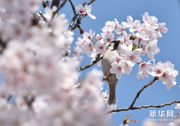 东京樱花盛开景色宜人(组图)|樱花|盛开