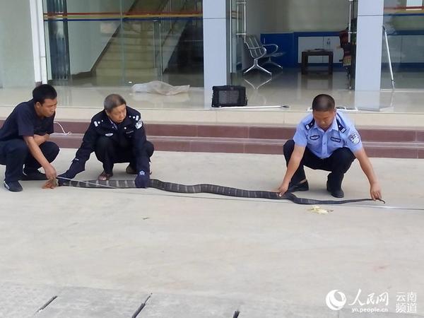 民警在检查眼镜王蛇体长、重量、是否受伤情况 红河县森林公安局供图