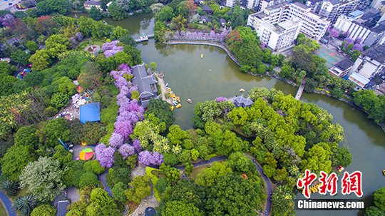 广西柳州满城紫荆花怒放 如同花园城市