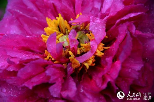 南昌青山湖区的天香园内,牡丹花争奇斗艳。