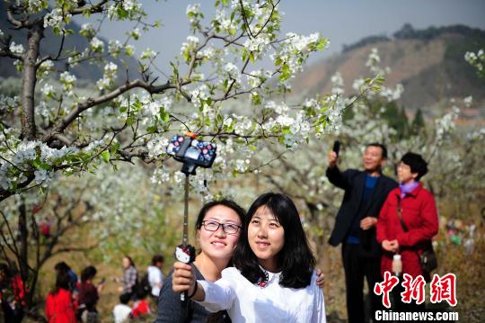 天津渔阳旅游文化节开幕 崇山峻岭梨花竞相绽放