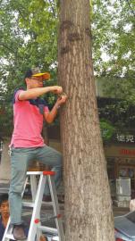 工作人员正在给杨树打“避孕”针