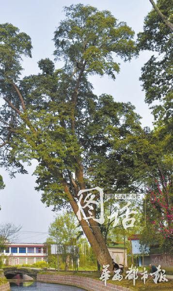 三圣寺周围共生长了200余株金丝楠木。