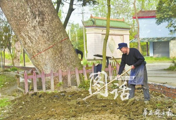 73岁老人胡孝云在彭州桂花镇三圣寺守护楠木林长达20年。