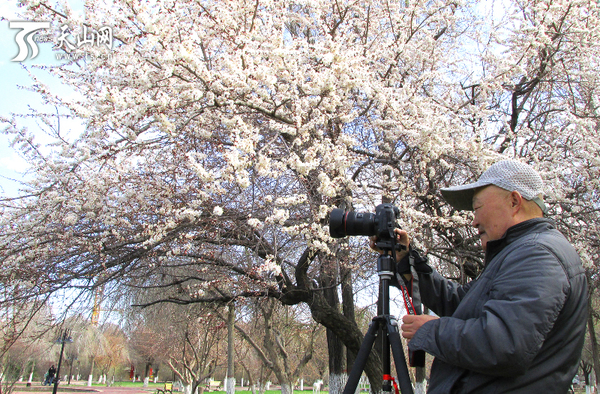 4月10日，一名摄影爱好者在裕民县城生态园内杏树下拍摄绽放的杏花。