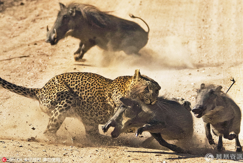 疣猪为护幼崽与猎豹殊死搏斗瞬间_资讯频道_凤凰网