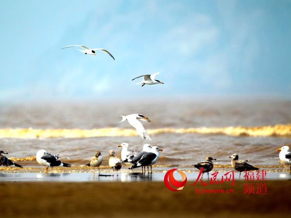 中华凤头燕鸥到来。  斑马 摄