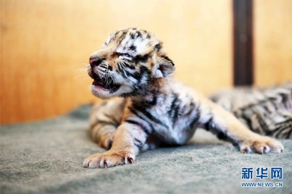黑龙江东北虎林园诞下今年首批6只虎宝宝|东
