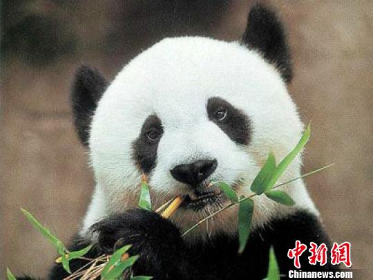 熊猫奶奶巴斯寿命将超吉尼斯世界纪录(图)