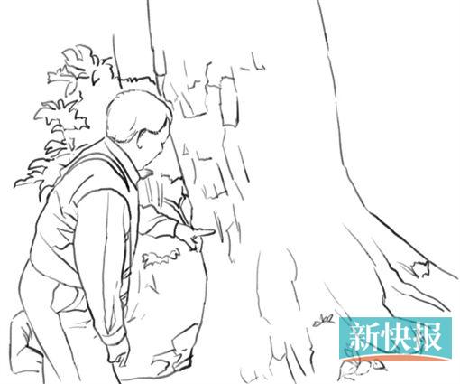 ●打孔注药也是防治松材线虫病的一种方法,正是这样陈纪文才挽救了这棵古松的性命。