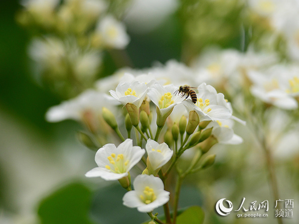 4月19日，在广西昭平县走马镇西坪村，蝴蝶在桐油树花丛中穿梭飞舞采花酿蜜