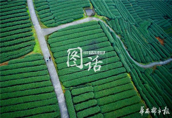 图2:名山骑龙乡万亩观光茶园,是当地结合实际重点打造的茶文化产业,结合以茶为主题的观光旅游,使得产业迅速恢复。