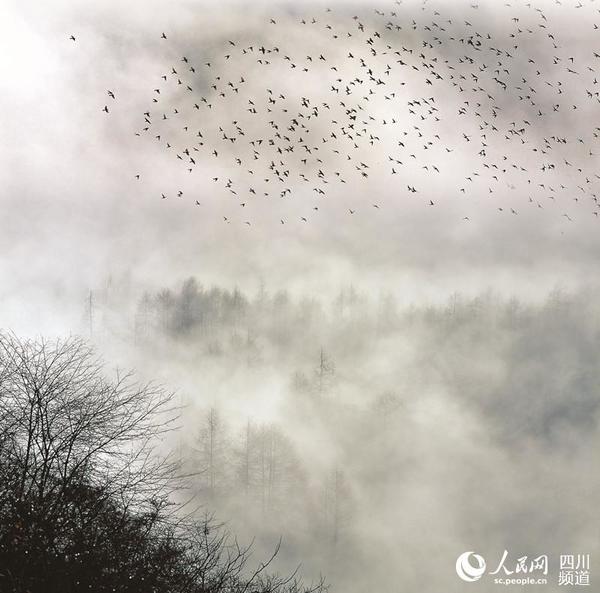 美丽的喇叭河，也是鸟儿的天堂。（景区供图）