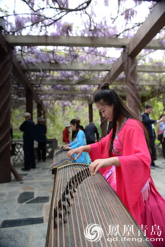 龙口南山千年紫藤文化节开幕 可赏山东最大紫