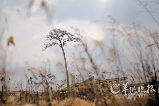 　　位于陆前高田的这棵松树已有260年树龄，海啸冲走了它身边的7万棵“族树”，剩下它屹立在一片荒原中，被人们尊称为“奇迹之松”