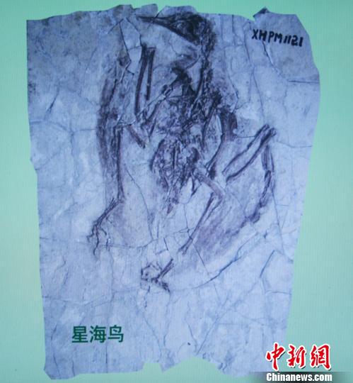 图为“星海鸟”化石。　相振威　摄