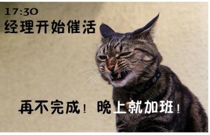 猫咪搞笑屌丝表情 演绎上班族的一天