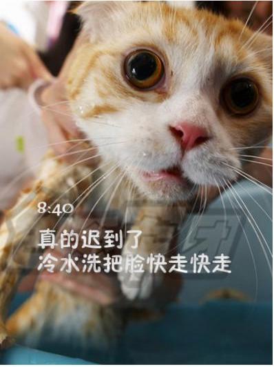 猫咪搞笑屌丝表情 演绎上班族的一天